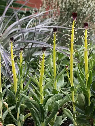 Description de l'image Caulanthus inflatus 001 — anniesannuals.jpg.