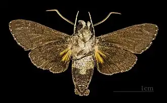 Revers ♂ Muséum de Toulouse