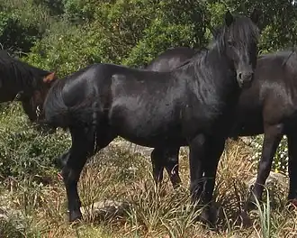 Giara noir sur le plateau de la Giara de Gesturi.