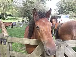 Tête d'un cheval roux et noir en gros plan