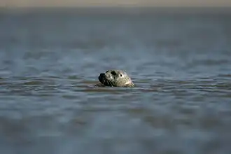 Un phoque en « position bouteille ».