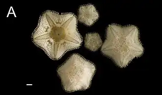 Caymanostella sp. (Caymanostellidae)