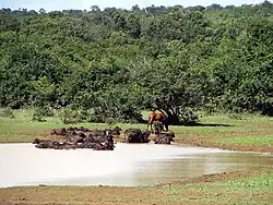 Chevaux et buffles d'eau