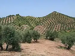 Rangées d'oliviers dans un paysage de collines.