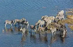 Un groupe de zèbres les pieds dans l'eau proches de la berge sous un grand soleil.