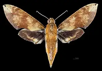 Avers de la femelle(coll.MHNT)