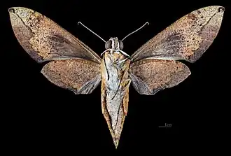 Revers de la femelle(coll.MHNT)