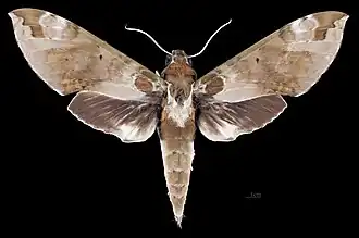 Cechenena helops helops Face dorsale MHNT