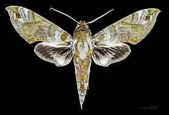 Cechenena helops papuana Face dorsale MHNT