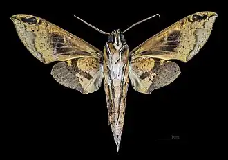 Cechenena helops papuana Revers MHNT