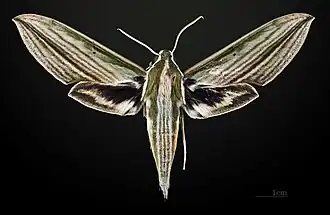 Cechenena lineosa ♂ MHNT