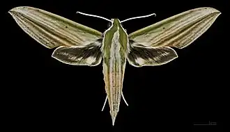 Cechenena lineosa ♀ MHNT