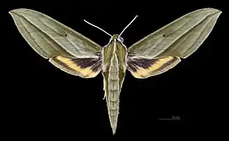 Face dorsale de la femelle