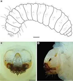 Larve de Cecidonius pampeanus.