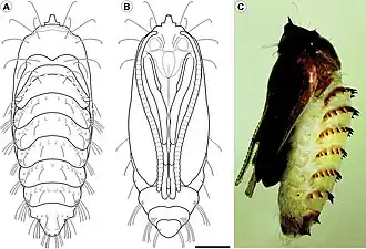 Pupe de Cecidonius pampeanus.