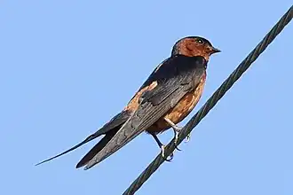 Description de l'image Cecropis badia, Pak Nam, Satun, Thailand 1.jpg.