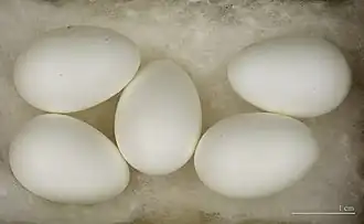 Adulte en vol, plumage d'été