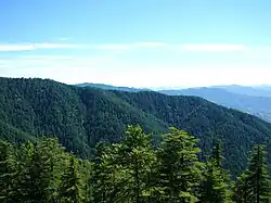 Forêt de cèdres de l'Himalaya et de pins de l'Himalaya.