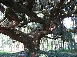 Tronc du 'Glauca Pendula', en 2007