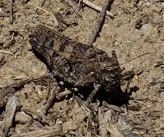 Description de cette image, également commentée ci-après