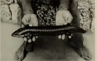 Description de l'image Celestus anelpistus.jpg.