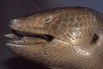 Description de l'image Celestus occiduus museum specimen.jpeg.