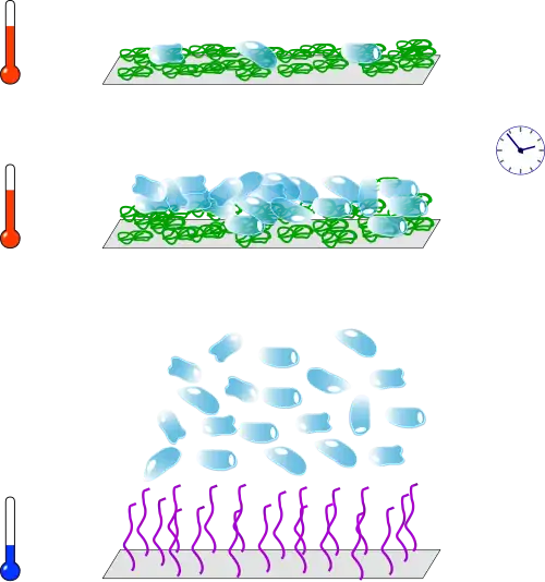 Quelques cellules sont déposées sur un tapis de PNIPAM chaud (température physiologique). Après un certain temps, les cellules se sont multipliées. En abaissant la température, le PNIPAM devient hydrophile et libère les cellules.