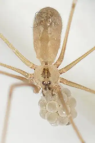 Description de l'image Cellar Spider (Pholcus manueli) - Guelph, Ontario 2017-06-02 (02).jpg.