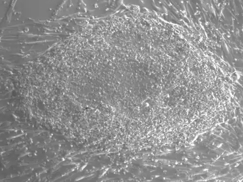 cellule souche embryonnaire