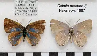 Description de l'image CelmiamecridaMUpUnAC1632 1633.jpg.