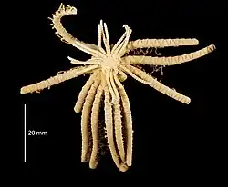 Cenolia amezianeae (MNHN)