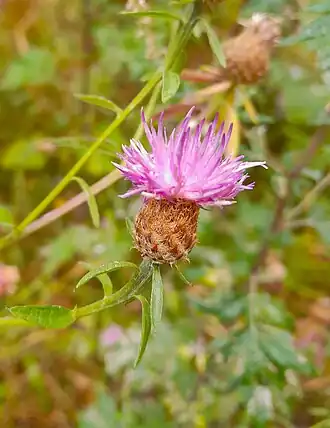 Description de cette image, également commentée ci-après