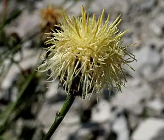 Description de l'image Centaurea dichroantha ENBLA01.jpg.