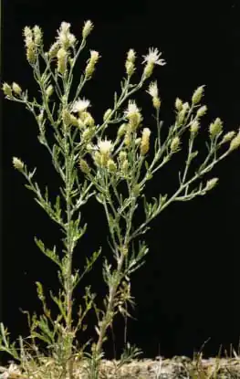 Description de l'image Centaurea diffusa1.jpg.