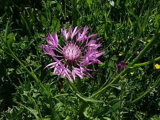 Fleur de Centaurée à feuilles de navet.