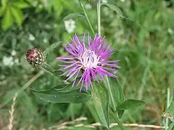 Centaurée noirâtre - Centaurea nigrescens