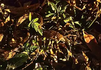 Description de l'image Central American Lyre Snake (Trimorphodon quadruplex) (36545195272).jpg.