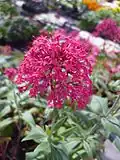 Centranthus ruber f. 'coccineus'