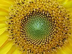 Coeur d'une fleur jaune avec des petites fleurs disposées en spirales concentriques