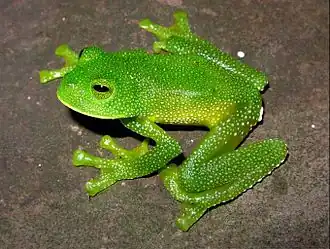 Description de l'image Centrolene paezorum.jpg.