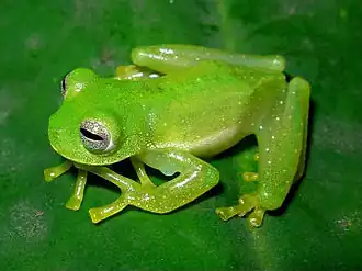 Description de l'image Centrolene robledoi01.jpeg.