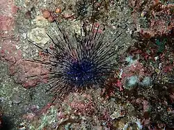 Possible jeune Centrostephanus coronatus