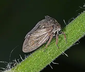 Centrotus cornutus (Centrotinae)