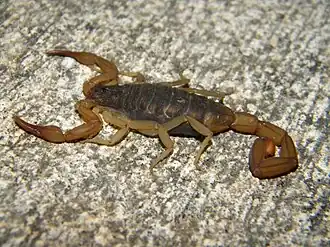 Description de l'image Centruroides ochraceus (3780104630).jpg.