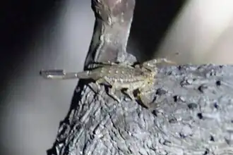 Description de l'image Centruroides schmidti cropped.jpg.