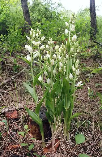 Description de cette image, également commentée ci-après