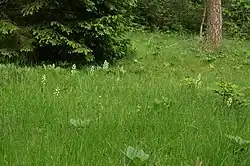 Photographie en couleurs d'une lisière forestière fortement enherbée d'où se détachent des inflorescences blanches et des rosettes de feuilles unifoliées ainsi que deux très jeunes Épicéas en plein développement. Au deuxième plan se trouvent un grand Épicéa au feuillage sombre et aux jeunes pousses claires ainsi que le tronc d'un Pin à l'écorce saumonée.