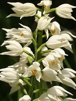 Photographie en couleurs en vue rapprochée d'une tige abondamment fleurie de fleurs blanches.
