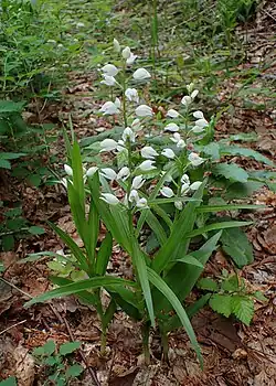 Photographie en couleurs de trois plantes en pied en fleurs et une en développement, fortement resserrées les unes contre les autres.