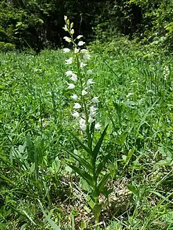 Céphalanthère à feuilles étroites.